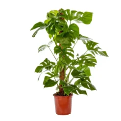Philodendron. Le pot Ø 24 cm