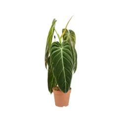 Philodendron Melanochrysum. Le pot de Ø 12 cm