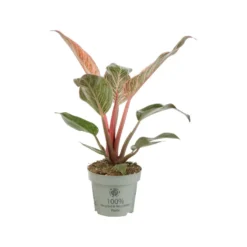 Philodendron Pink Bikini. Le pot de Ø 10,5 cm