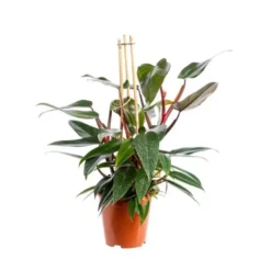 Philodendron Red Congo pot Ø19xH55 cm