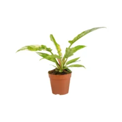 Philodendron Ring of Fire. Le pot de Ø 12 x H 15 cm