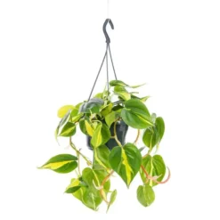 Philodendron Scandens Brasil suspension Ø18xH40 cm