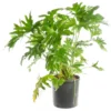 Philodendron Selloum vert. Le pot Ø 19 cm