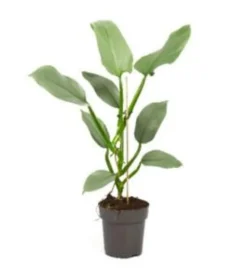 Philodendron Silver Queen. Le pot de Ø 14 x H 45 cm