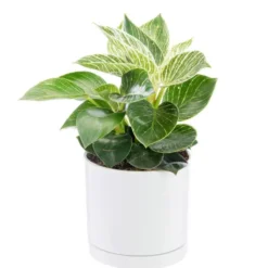 Philodendron White measure vert en pot blanc émaillé botanic®. Le pot Ø 15 cm