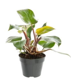 Philodendron White Princess multicolore. Le pot Ø 15 cm