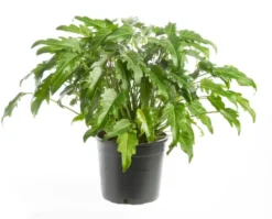 Philodendron Xanadu vert. Le pot Ø 19 cm