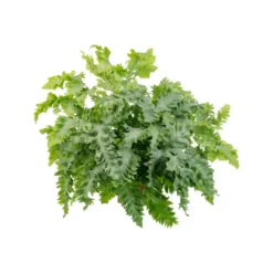Phlebodium (Fougère bleue) vert. Le pot Ø 17 cm