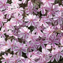Phlox En Coussin Rose-blanc - Le pot de 9 x 9 cm