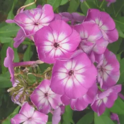 Phlox Paniculata. En pot de 5 litres