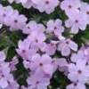 Phlox Pilosa - Le pot de 1 litre