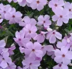 Phlox Pilosa - Le pot de 1 litre