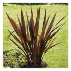 Phormium Tenax Atropurpureum - pot 10 L