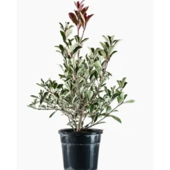 Photinia Fraseri Pink Marble®? en pot de 7,5 L rose