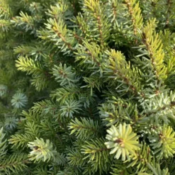 Épicéa de Serbie nain vert. Le pot de 10 litres, 60 cm