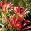 Pieris Japonica – Pot de 7L