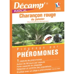 Piégeage par phéromones anti charançon rouge du palmier Décamp