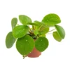 Pilea (plante à monnaie chinoise) verte. Le pot Ø 13 cm