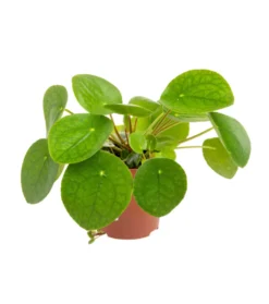 Pilea (plante à monnaie chinoise) verte. Le pot Ø 13 cm