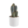 Pilosocereus azureus en pot blanc émaillé H 20 x Ø 20 cm