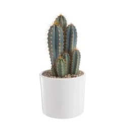Pilosocereus azureus en pot blanc émaillé H 20 x Ø 20 cm