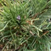 Pin (Pinus) Mugo Pumilio 50/60. Le pot de 12 litres