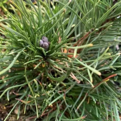Pin (Pinus) Mugo Pumilio 50/60. Le pot de 12 litres