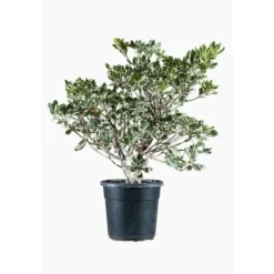 Pittosporum Tenuifolium Variegatum en pot de 9 L