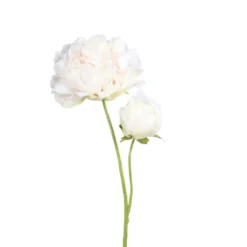 Pivoine artificielle crème avec 1 fleur et 1 bouton - 67 cm