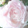 Pivoine Herbacee Shirley Temple - Le pot de 5 litres