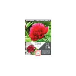 Pivoine Karl Rosenfield vrac