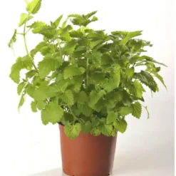Plante Amie Des Animaux Nepeta Bio. Le pot de diamètre 11 cm
