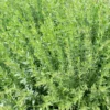 Plante Amie Du Jardinier Hysope Bio. Le pot de 10,5 cm