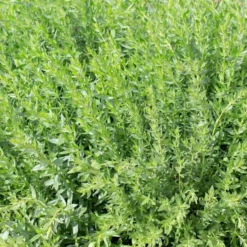Plante Amie Du Jardinier Hysope Bio. Le pot de 10,5 cm