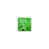 Plante Amie Du Jardinier Liveche Bio. Le pot de 10,5 cm