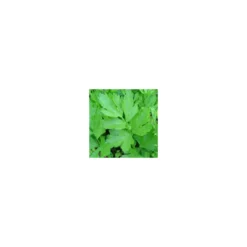Plante Amie Du Jardinier Liveche Bio. Le pot de 10,5 cm