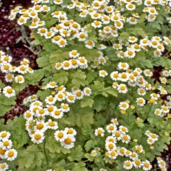 Plante Amie Du Jardinier Matricaire Bio. Le pot de 10,5 cm