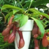 Plante carnivore Nepenthes vert. La suspension Ø 14 cm
