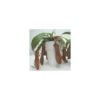 Plante carnivore Sarracenia