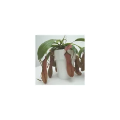 Plante carnivore Sarracenia
