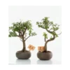 Plante coloris vert portulacaria kusamono