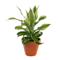 Plante à coupe variété au choix. Le pot en terre Ø 9 cm