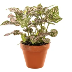 Plante à coupe variété au choix. Le pot en terre Ø 9 cm