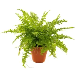 Plante à coupe variété au choix. Le pot en terre Ø 9 cm