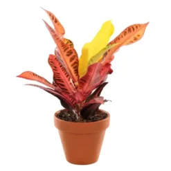Plante à coupe variété au choix. Le pot en terre Ø 9 cm