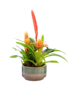 Plante fleurie Bromelia avec sa coupelle Bromelia - Ø 16 cm