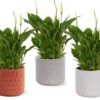 Plante fleurie Spathiphyllum - Ø 10,5 cm