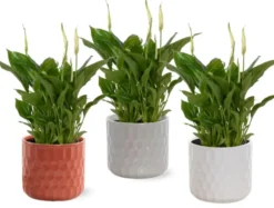 Plante fleurie Spathiphyllum - Ø 10,5 cm