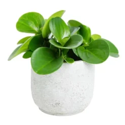 Plante graphique avec cache-pot Ø 12 cm