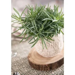 Plante graphique avec cache-pot Ø 12 cm